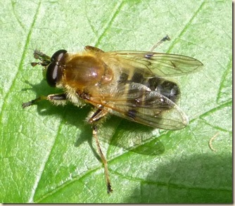 Brede High Woods: More records of rare insects